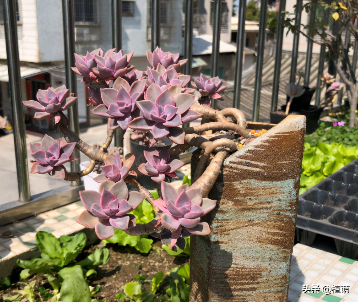 初恋老桩，曾经15元没人要，经过肉友造型后，一年后完美逆袭