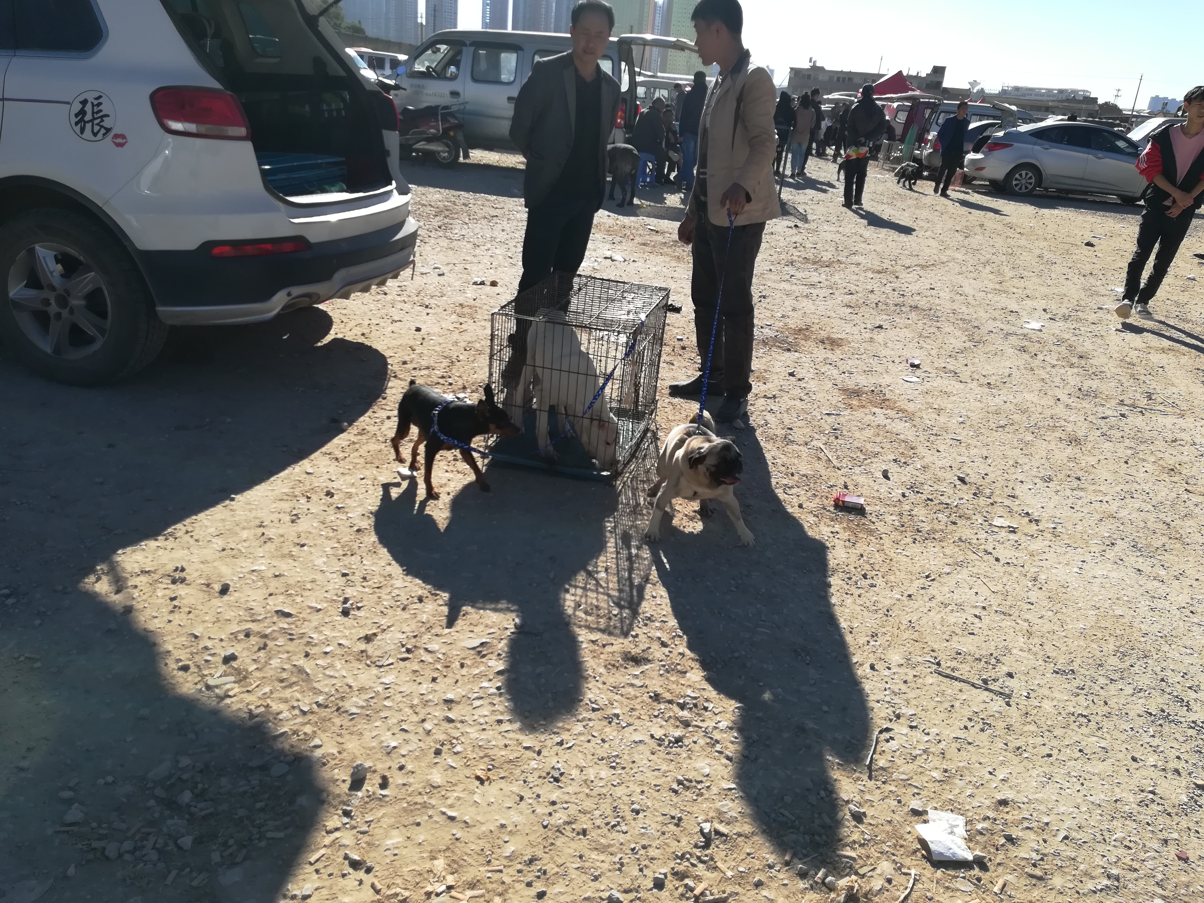 一岁巴哥狗多少钱,商贩出售巴哥犬