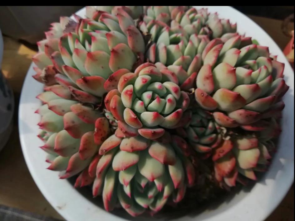 多肉养出状态来有多美？这102种多肉控养上色之后美呆了