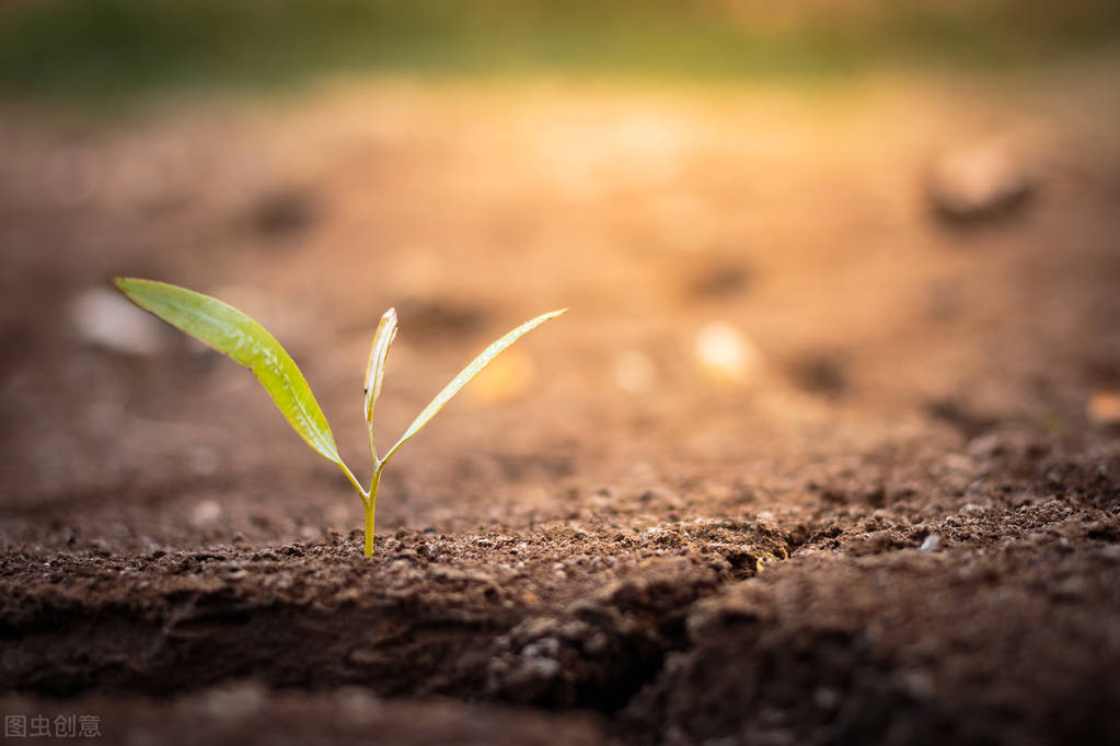 愿你历经风雨收获成长,愿你走过的每一步都繁花盛开