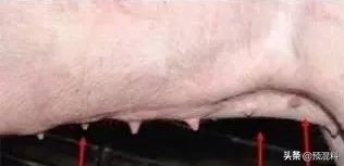 养猪实用技术——高产母猪的身体特征(图解)