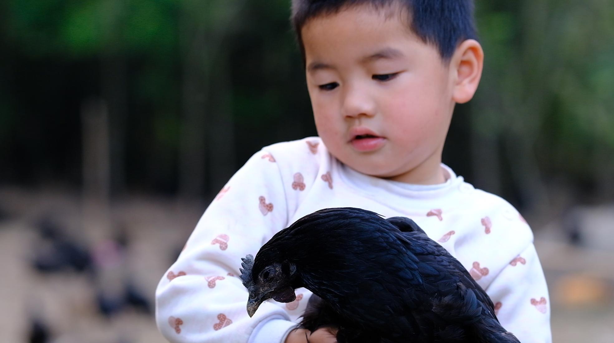 全身灰黑的鸟像鸡一样大不会飞,全身都是黑色的鸡