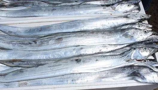 买带鱼时要分清黄眼睛和黑眼睛,买带鱼黑眼睛和黄眼睛哪个好