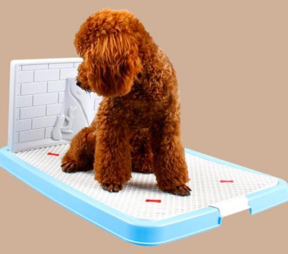 如何纠正狗狗在家随地大小便,3-7天解决狗狗随地大小便