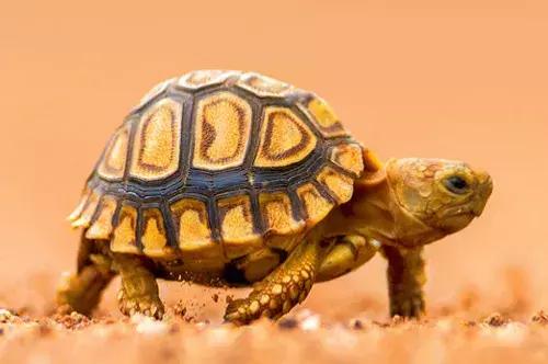 素描基础画小动物小乌龟,素描小乌龟怎么画