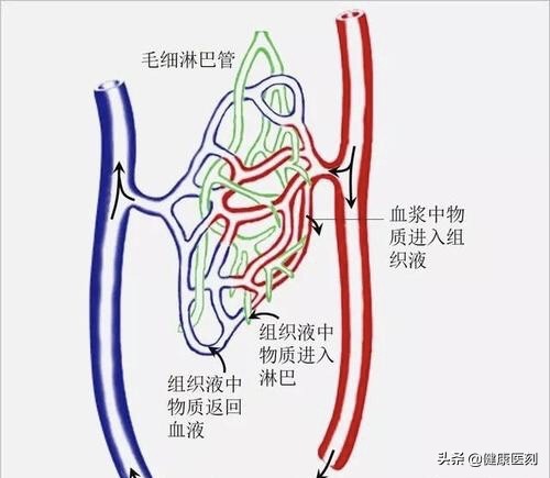 长期减肥未能有效改善,长期减肥减不下来的原因