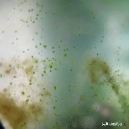 青苔能不能给鱼缸铺底,鱼缸里面青苔