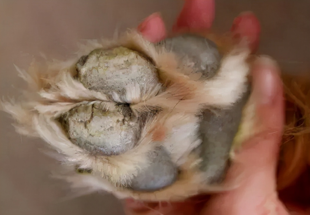 狗狗三个小技巧,狗狗跛行吃什么药