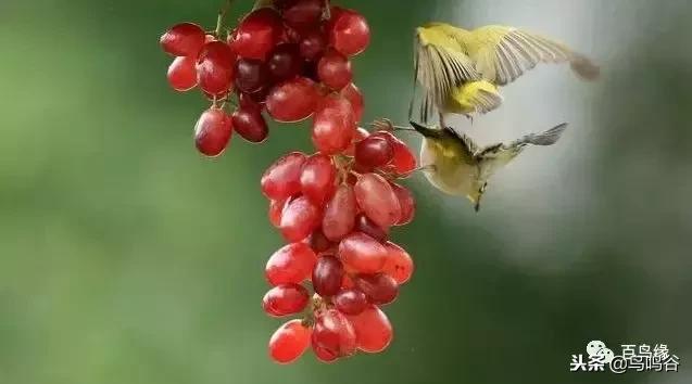 绣眼喂粉料还是颗粒料,绣眼的饲料