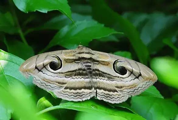 柑橘未熟老是掉果子是怎么回事,柑橘严重落果用什么药防治