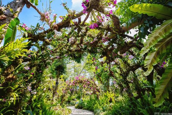 未来10天预警，深圳最最最最火的地方在这里，美女都赶来打卡