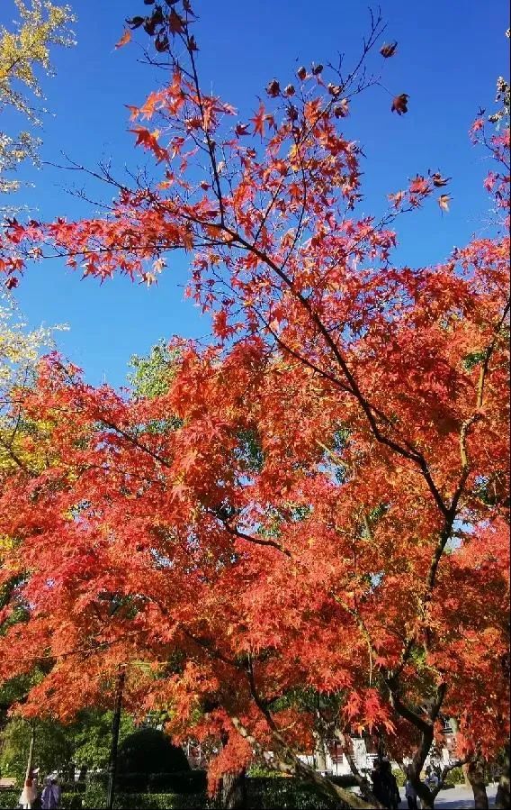 上海最美秋景,上海哪些公园可以拍秋景