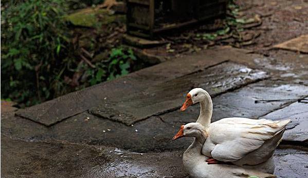 冬天养鹅的技巧和方法,冬天养鹅注意事项和禁忌