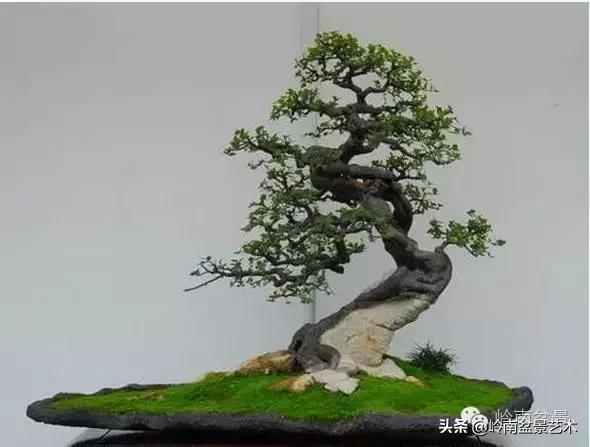 大树型雀梅造型,雀梅盆景怎么养才能爆盆