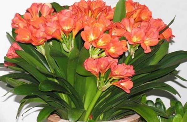 君子兰开花后怎么样使结籽成熟,君子兰长红果怎么处理