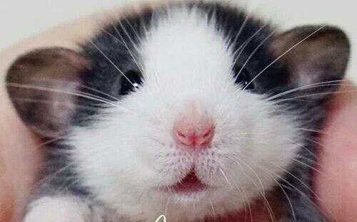 小宠物无异味推荐便宜好养,什么观赏鱼好养耐活便宜