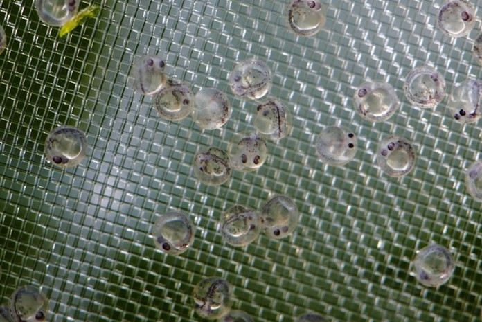 体验养鱼的快乐,金鱼繁殖期间怎么饲养