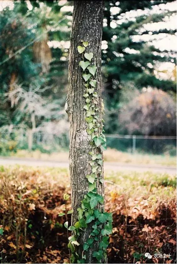 冬天院子里种什么,院子里种什么最好看