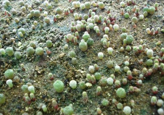 仙人球播种方法和步骤,仙人球种子播种