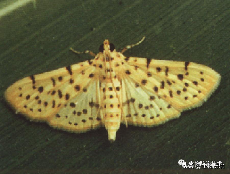 蛀干害虫是钻蛀害虫吗,果树枝干钻蛀害虫图片
