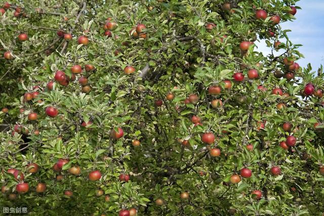 苹果病虫害的防治原则,苹果病虫害防治最新
