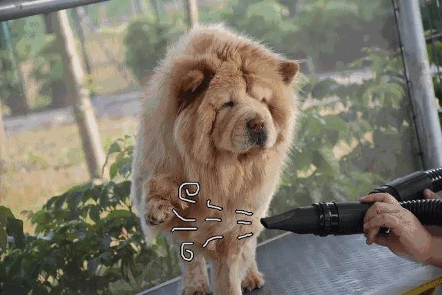 可以去玩的宠物乐园,1000平宠物乐园