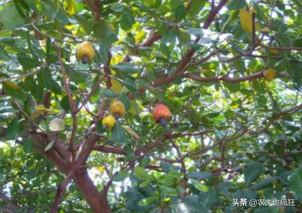 它是4大坚果之首，到年底就热销，市场60元1斤，为何农民不爱种？