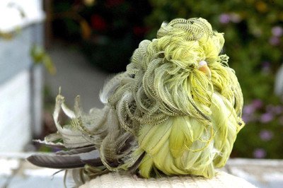 虎皮鹦鹉长得和大金刚鸟一样大,虎皮鹦鹉到底有多可爱