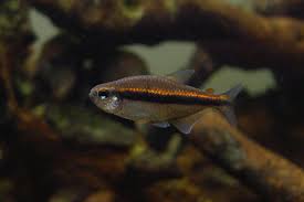 草缸灯鱼专用灯,草缸专用灯防太阳