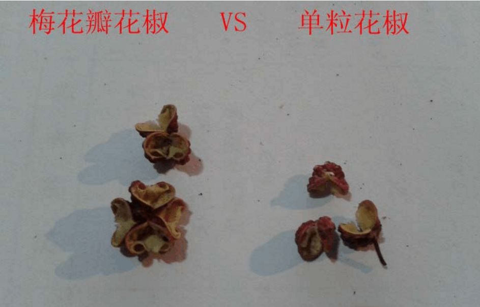 全国最正宗的花椒在哪里,花椒有几个品种哪个最好吃