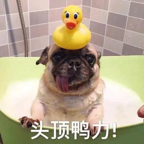 小狗用英语说,小狗用英语怎么说儿歌