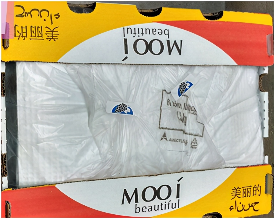 进口提子哪些品种 (进口提子品种及图解)