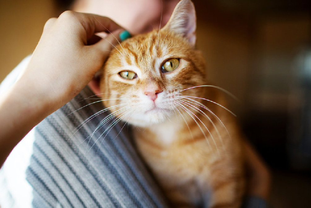 什么是莱姆病症状,为什么莱姆病叫莱姆病