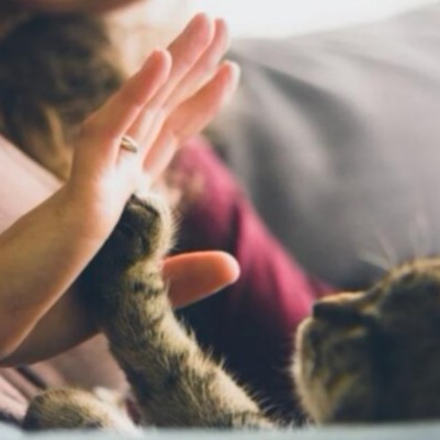 自家猫咪终于不再高冷懂得关心,为什么猫咪变得高冷了