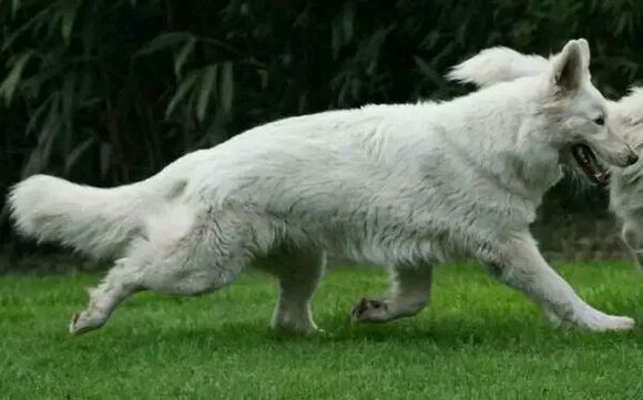 白色德牧犬的缺点和危害,德牧适合普通家庭饲养吗