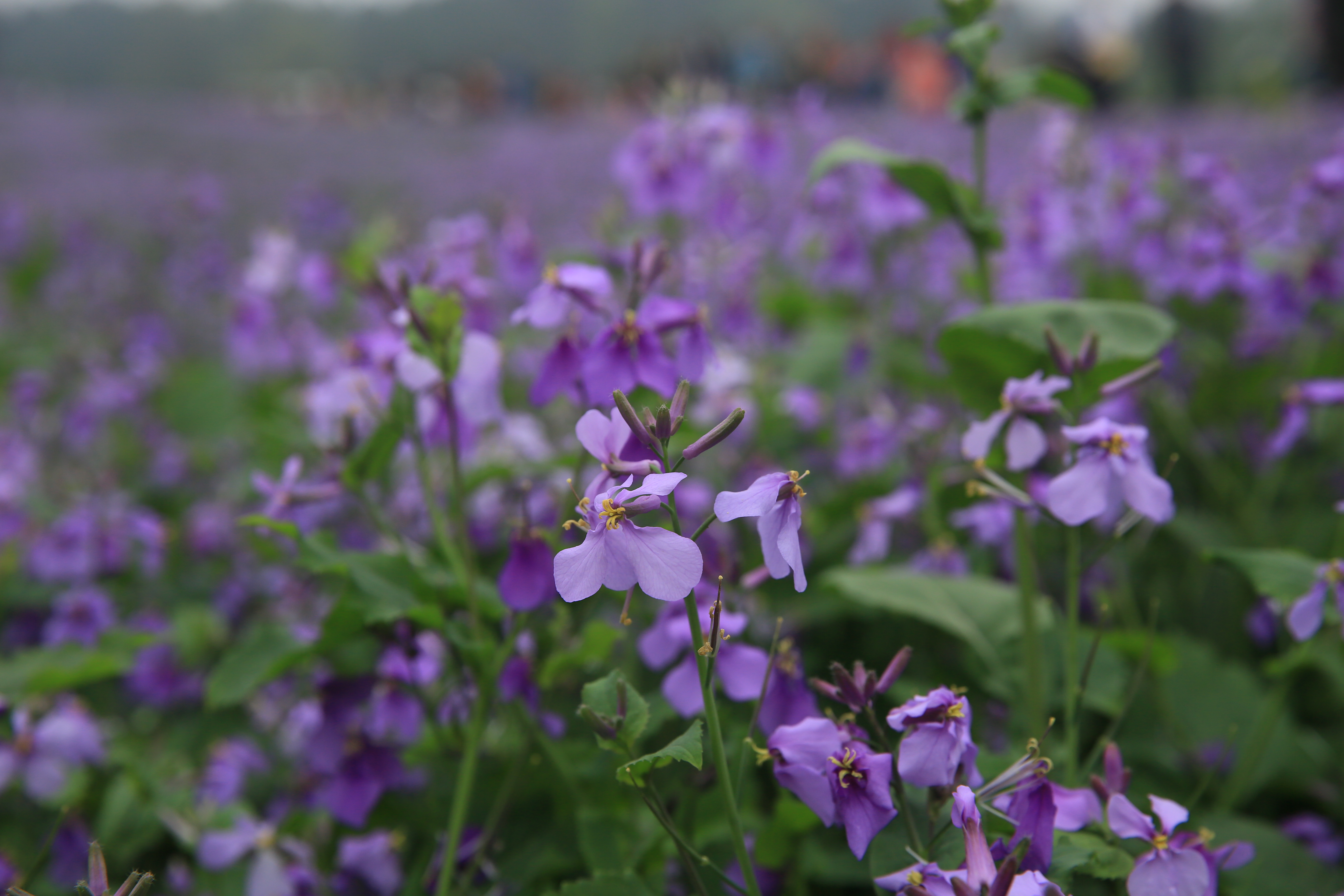 钂叉睙鐭宠薄婀栧ソ鐜╀笉,钂叉睙鐭宠薄婀栧ソ鑰嶅悧