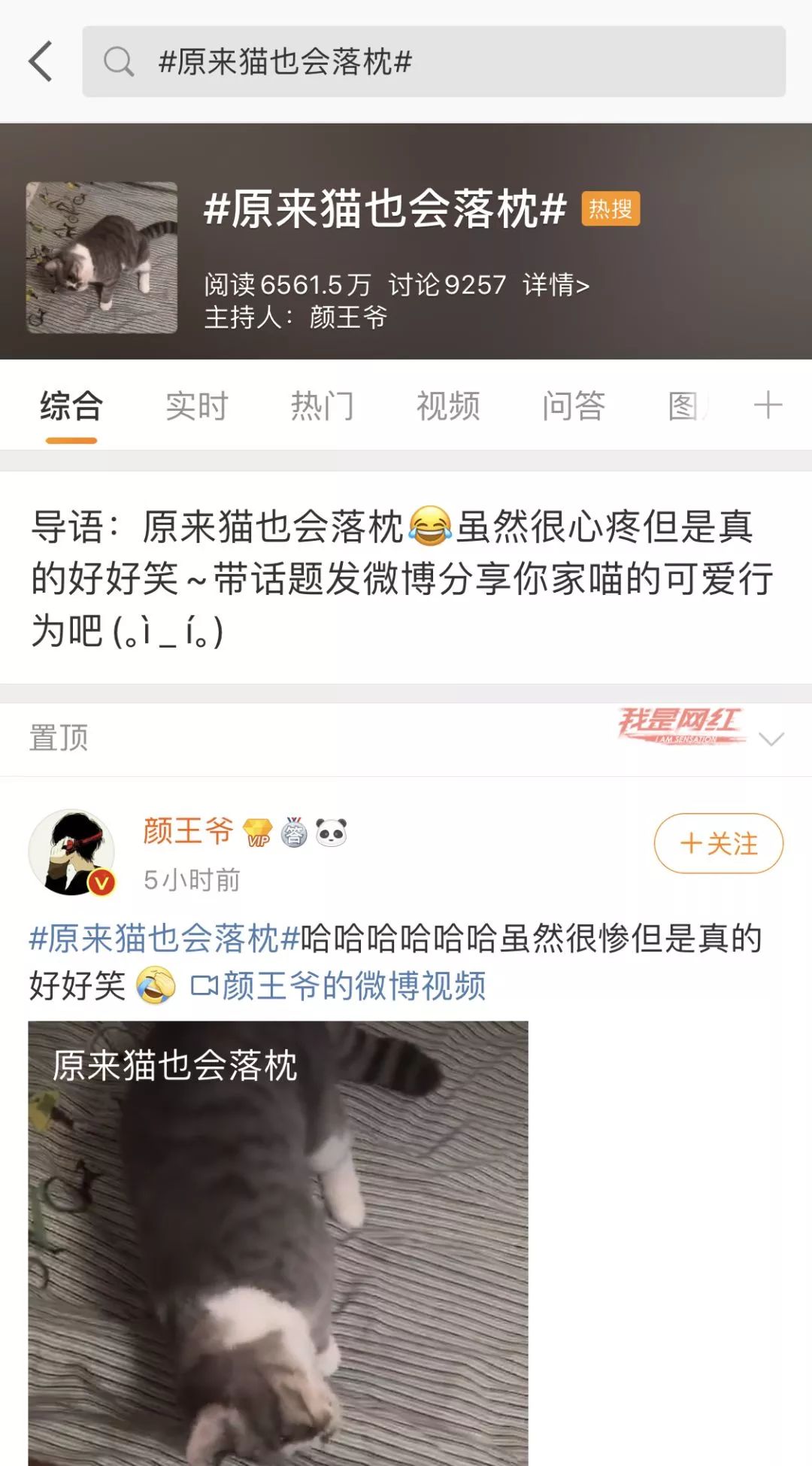 猫咪歪头会死吗,猫咪歪头是耳螨还是中耳炎
