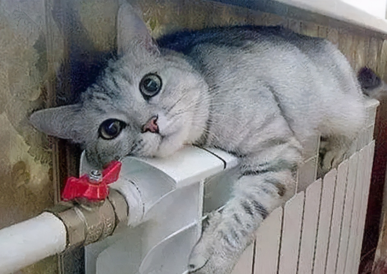 冬天农村猫咪如何过冬,冬天猫咪怎么过冬