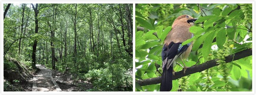 华为p40可以当望远镜用吗,华为p40可以代替望远镜吗