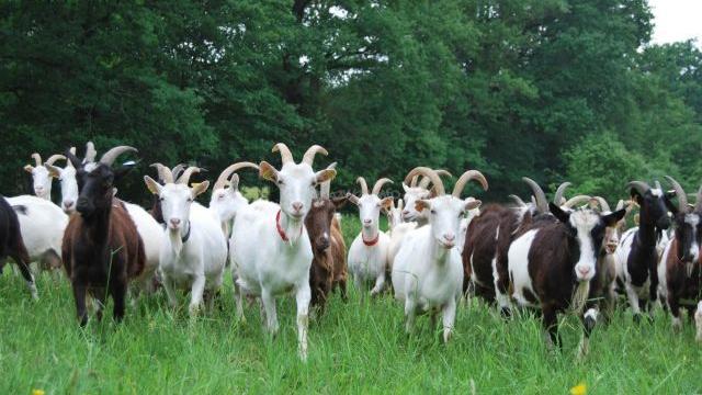 澳大利亚野山羊为什么不出口,澳大利亚野山羊不能吃吗