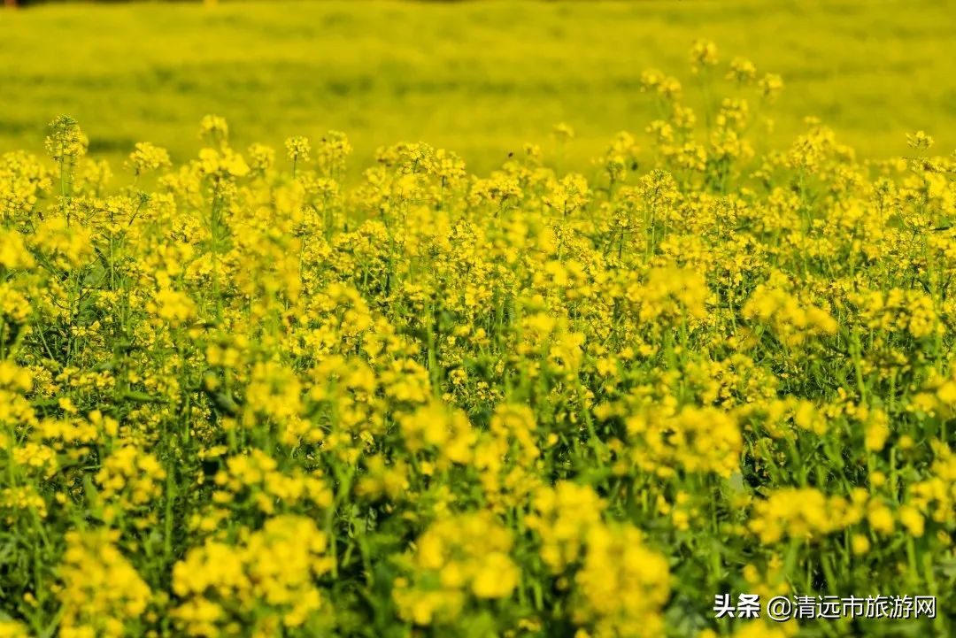 美景就在家门口下句是,美景就在家门外