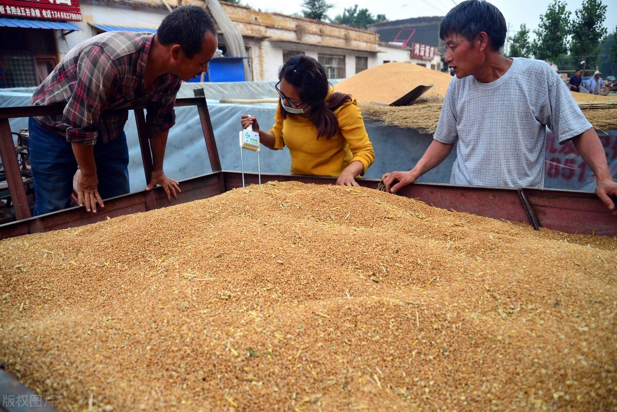 玉米小麦大豆未来是涨是跌,今年粮食价格玉米小麦