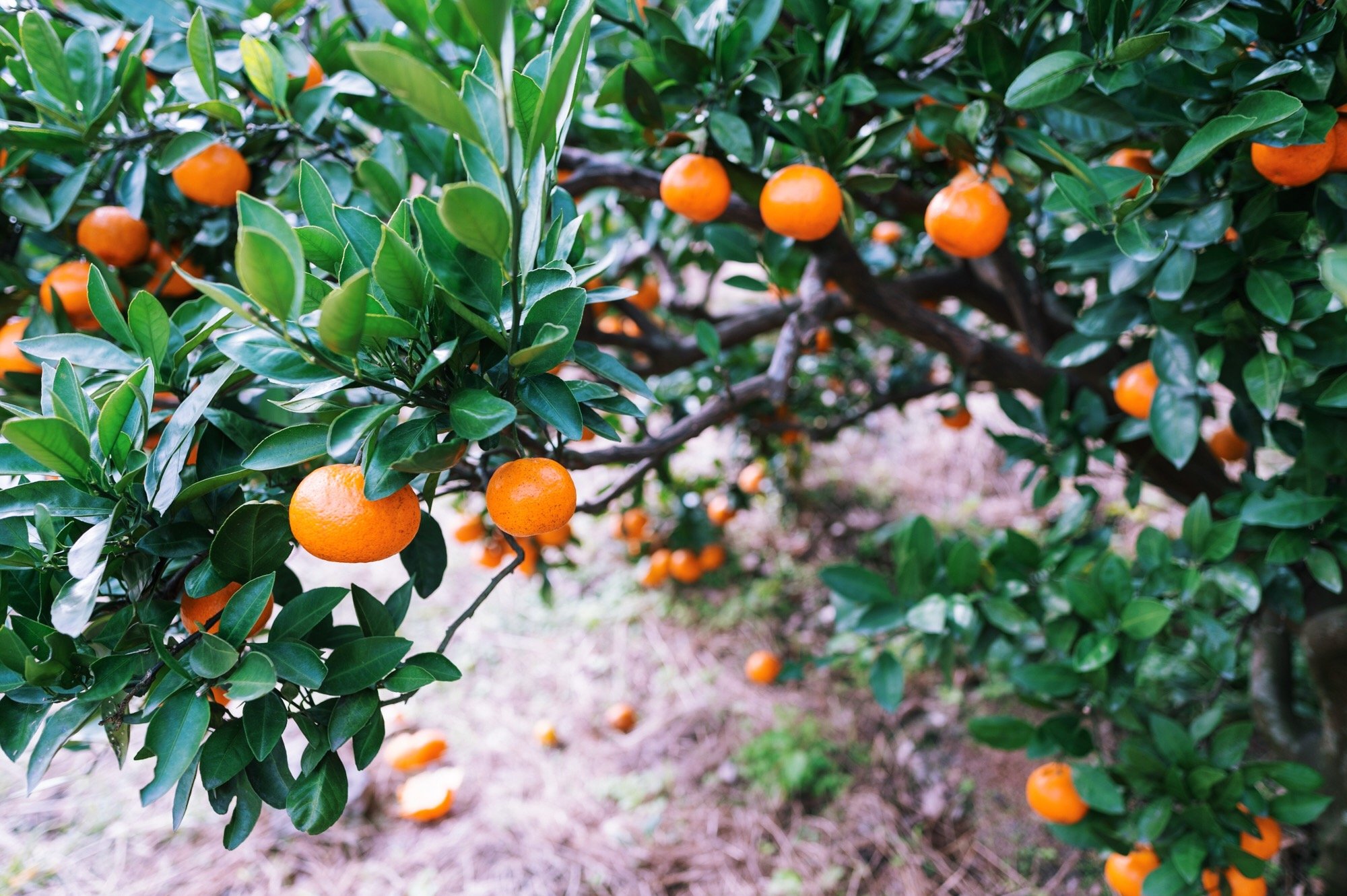 浙江最宜居的县城十强,浙江全年气候最宜居的城市