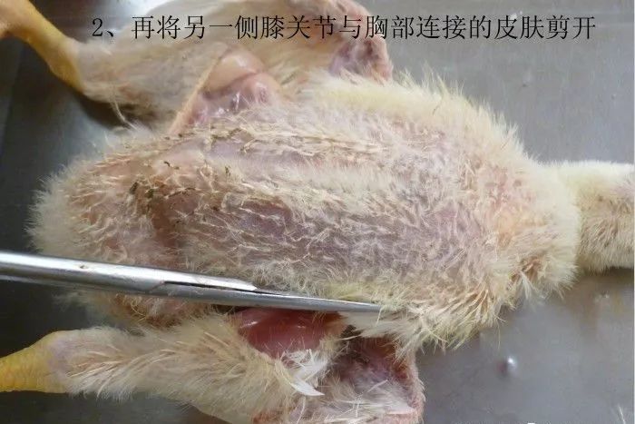 家禽常见疾病及检测方法书籍,家禽养殖疾病诊断