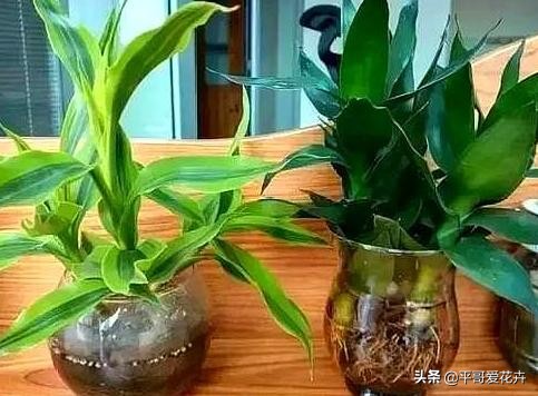 养富贵竹好黄怎么办,养富贵竹有什么禁忌吗