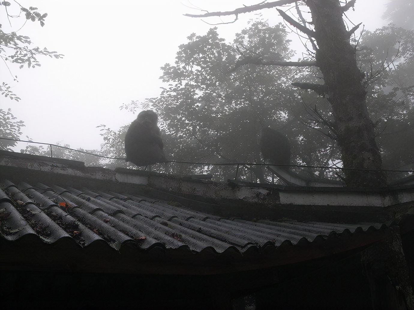 峨眉山防猴方法,峨眉山怎么防御猴子