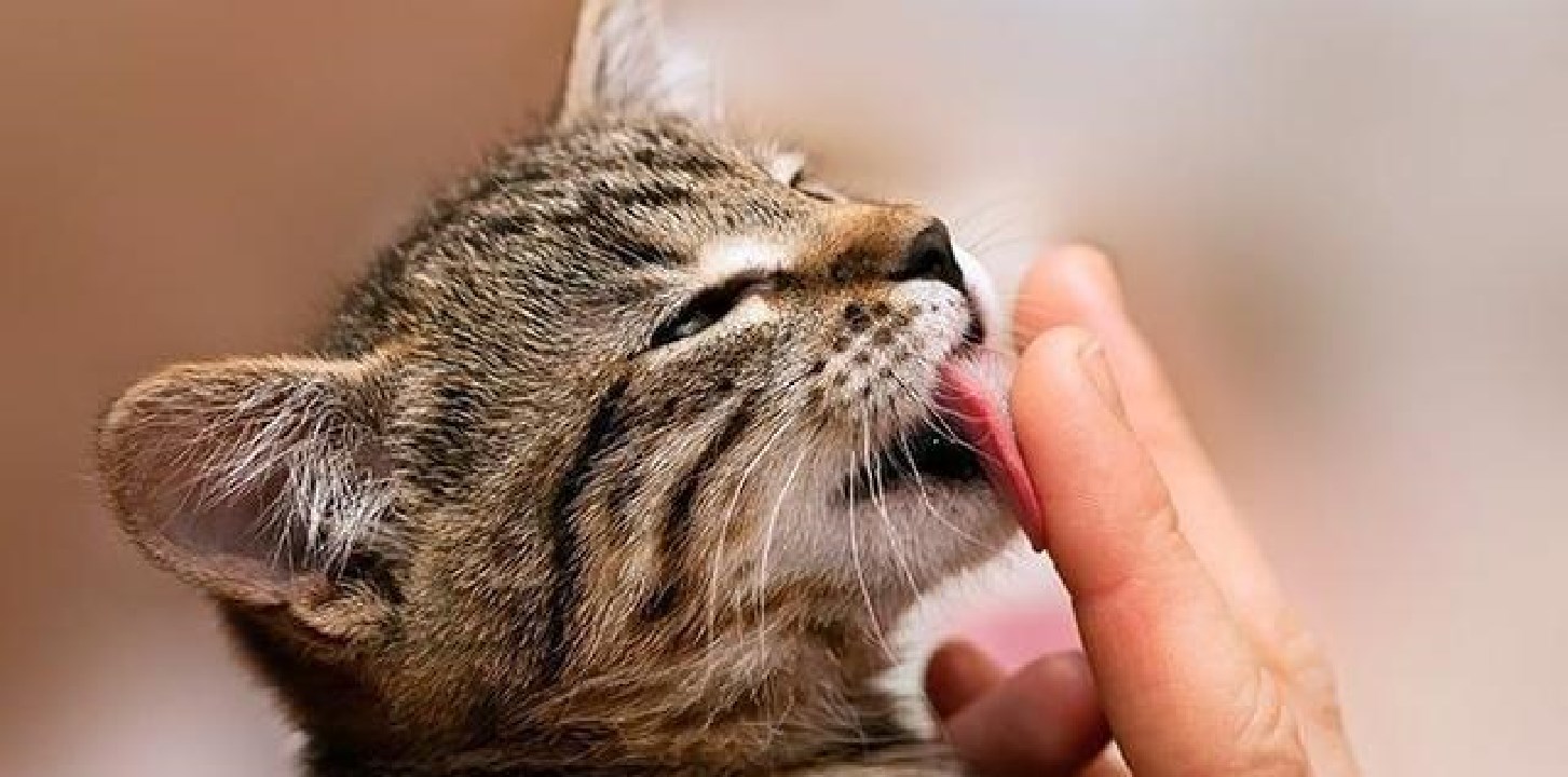 公猫繁衍会划伤母猫吗,公猫的生殖器官对母猫有什么伤害