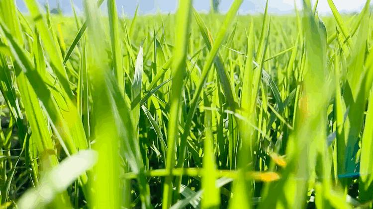 新手华为手机拍照,华为相机慢动作拍摄怎么拍