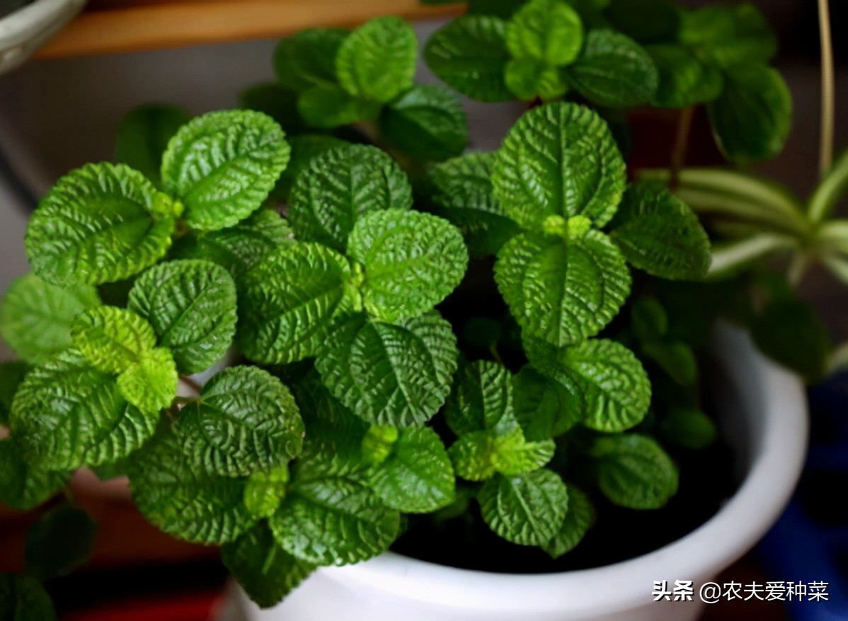 吸烟最怕的植物,宿舍养什么植物能除烟味