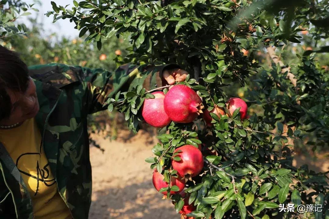 郑州软籽石榴哪个好吃又甜,在中国哪个地方的软籽石榴最出名